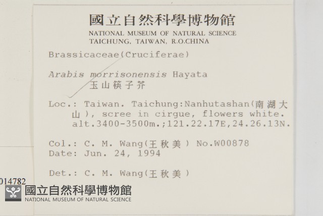 玉山筷子芥藏品圖，第2張