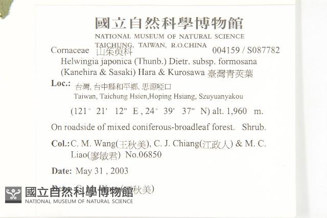 臺灣青莢葉藏品圖，第2張