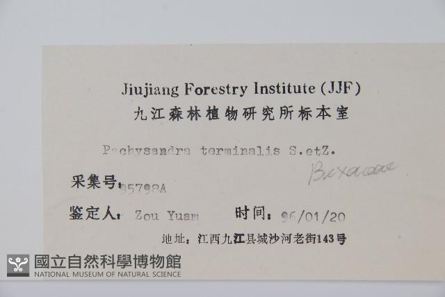 頂蕊三角咪藏品圖，第2張