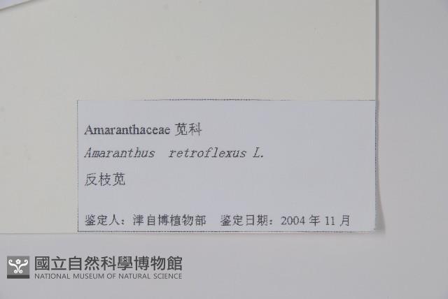 反枝莧藏品圖，第2張