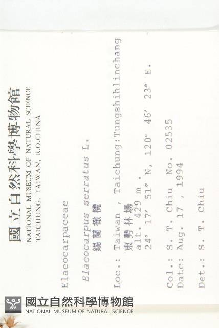 錫蘭橄欖、鋸葉杜英藏品圖，第2張