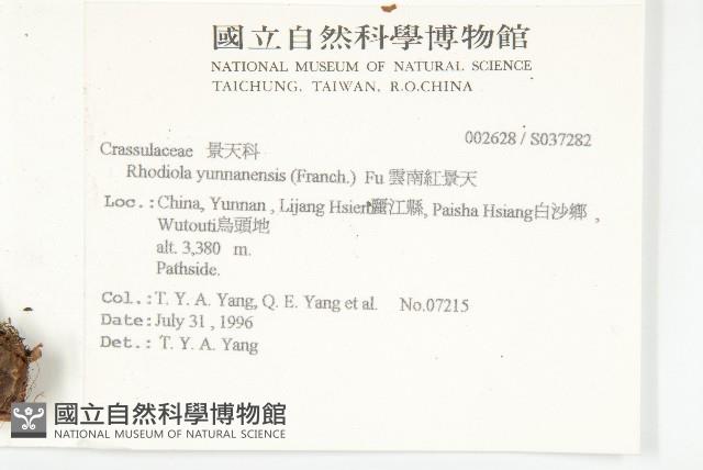 雲南紅景天藏品圖，第2張