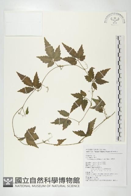 絞股藍藏品圖，第1張