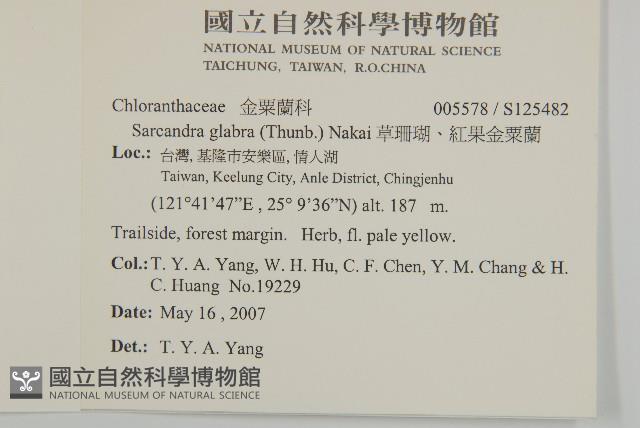 草珊瑚、紅果金粟蘭藏品圖，第2張