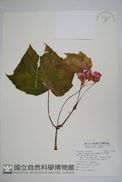 水鴨腳藏品圖，第1張