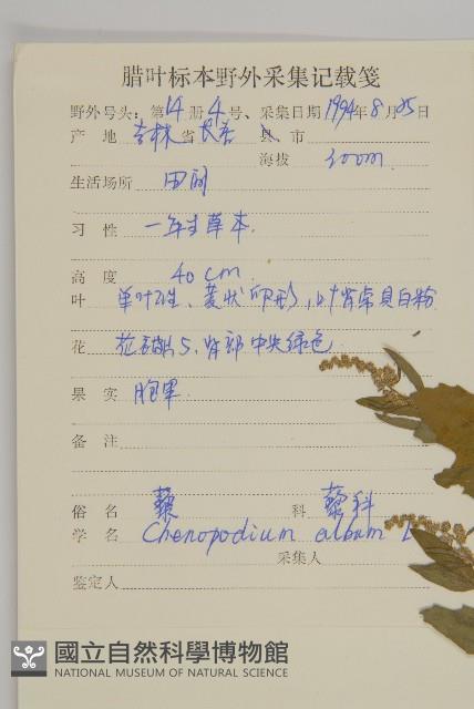 藜、灰藜藏品圖，第2張