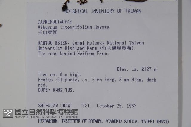 玉山糯米樹、狹葉糯米樹藏品圖，第2張