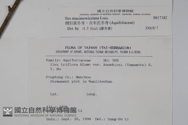 Hengchun Holly Collection Image, Figure 2, Total 2 Figures