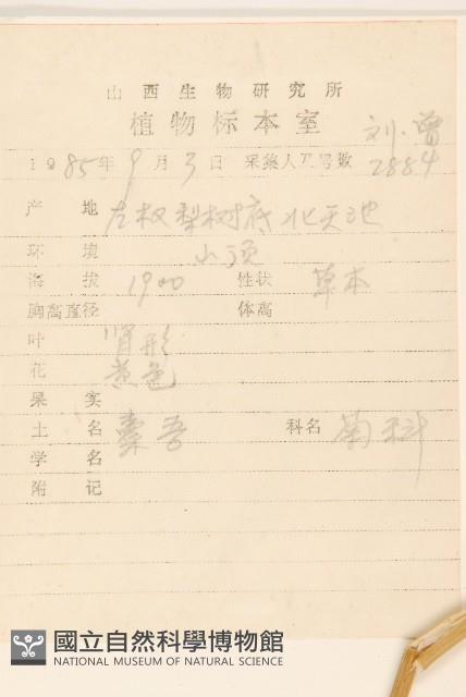 狹苞橐吾藏品圖，第2張