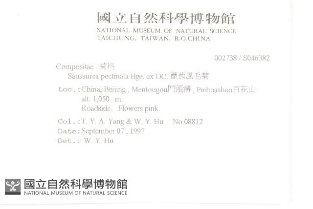 蓖苞風毛菊藏品圖，第2張