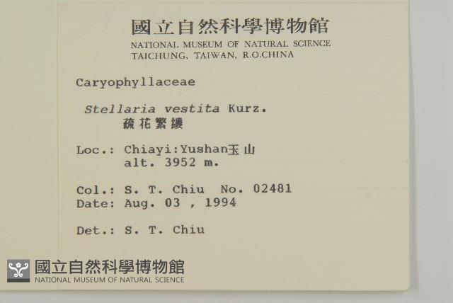 疏花繁縷藏品圖，第2張