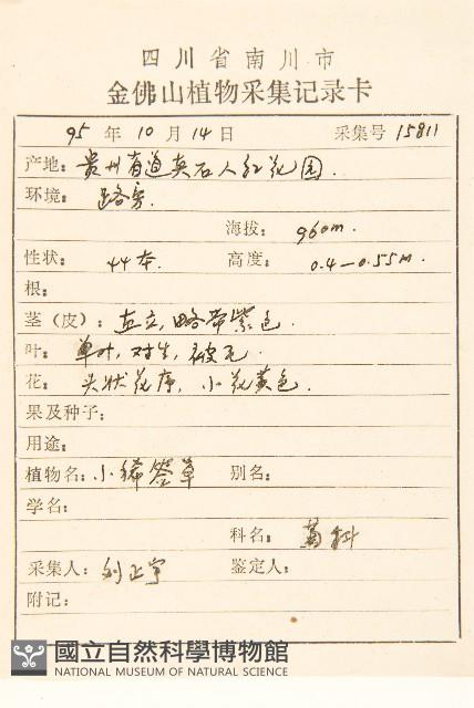 腺梗豨薟藏品圖，第2張