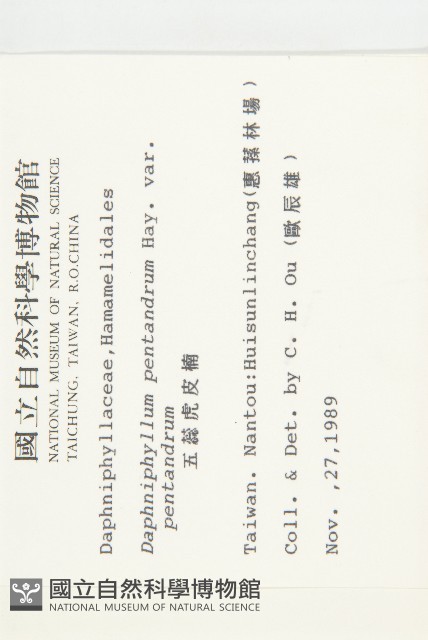 五蕊虎皮楠藏品圖，第2張