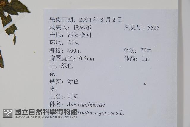 刺莧藏品圖，第2張