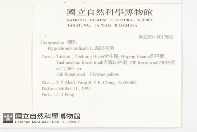 貓兒菊藏品圖，第2張