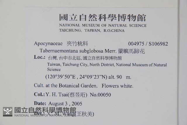 蘭嶼馬蹄花藏品圖，第2張