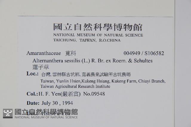 蓮子草藏品圖，第2張