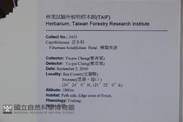 樺葉莢迷、玉山莢迷藏品圖，第2張