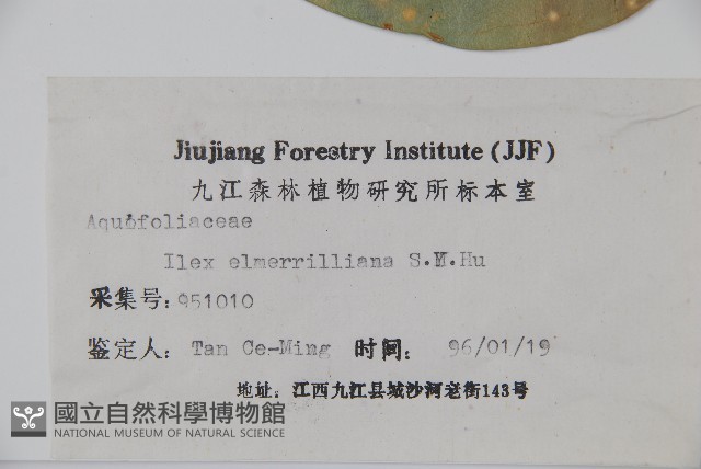 厚葉冬青藏品圖，第2張