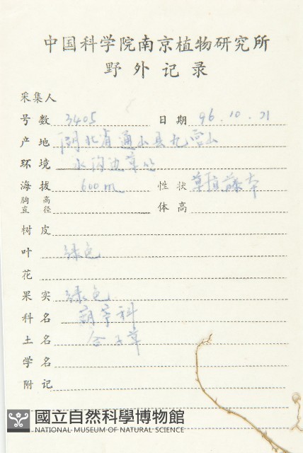 合子草藏品圖，第2張