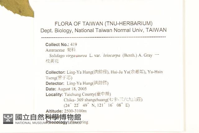 一枝黃花藏品圖，第2張