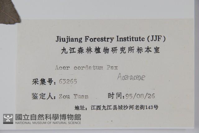 紫槭藏品圖，第2張