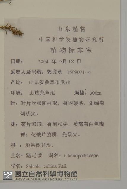 豬毛菜藏品圖，第2張