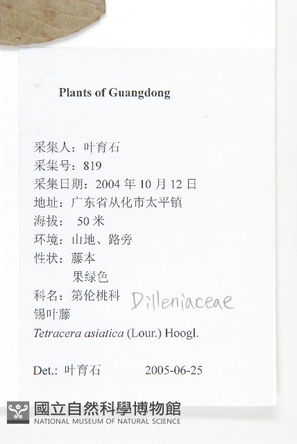 錫葉藤藏品圖，第2張