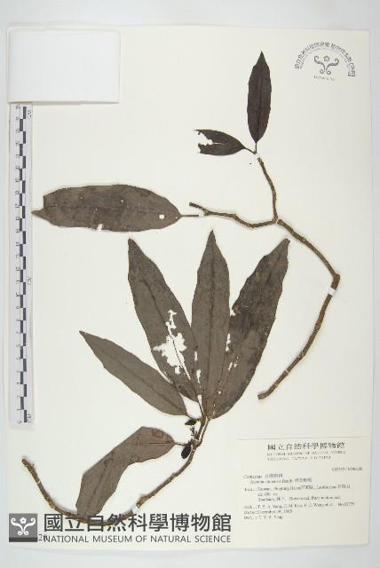 桃葉珊瑚藏品圖，第1張