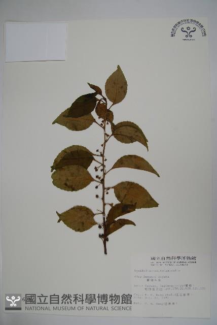 草野氏冬青藏品圖，第1張