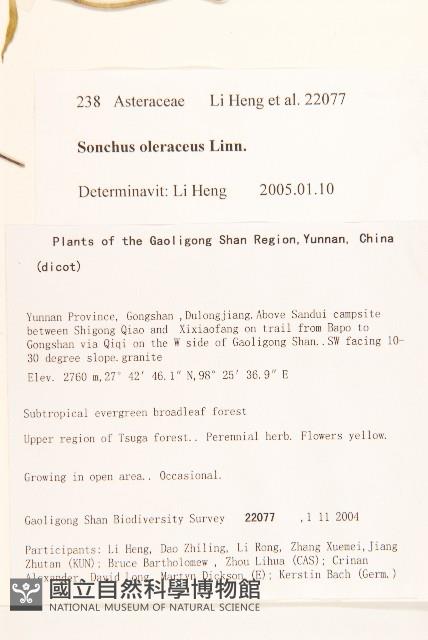 苦滇菜、苦菜藏品圖，第2張