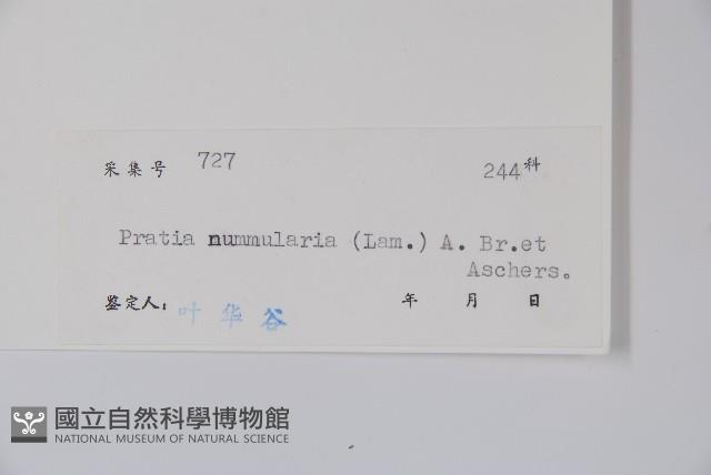 普剌特草藏品圖，第2張