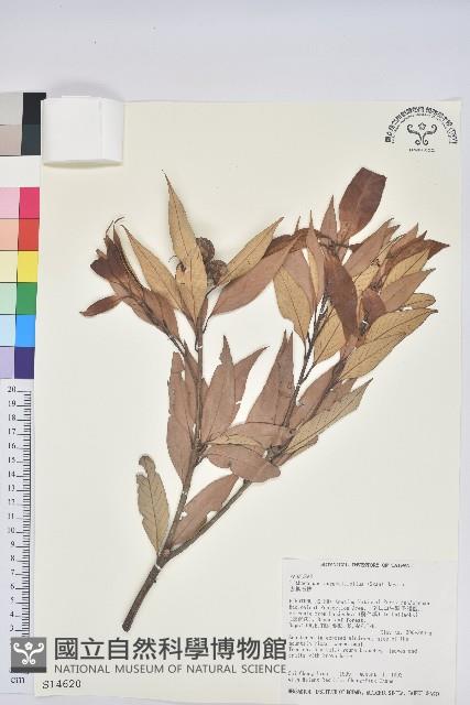 杏葉石櫟、校栗、校櫟藏品圖，第1張