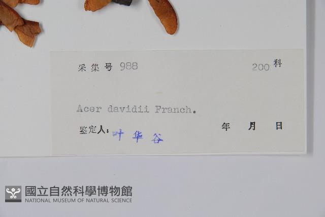 青榨槭藏品圖，第2張