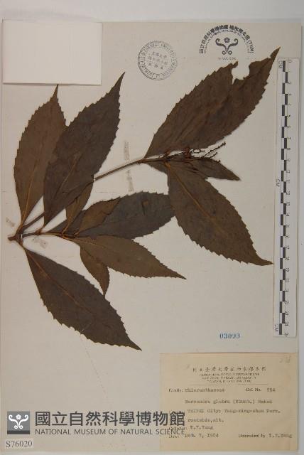 Glabrous Herbcoral Collection Image, Figure 1, Total 2 Figures