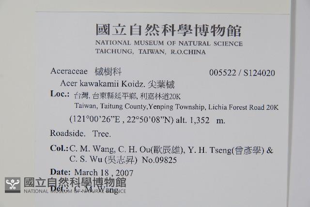 尖葉槭藏品圖，第2張