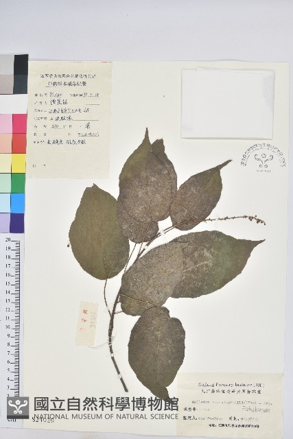 扛香藤藏品圖，第1張