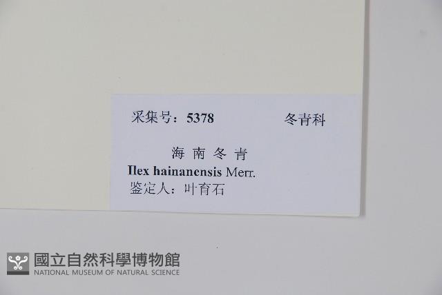 海南冬青藏品圖，第2張