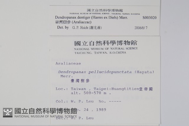 臺灣樹參藏品圖，第2張