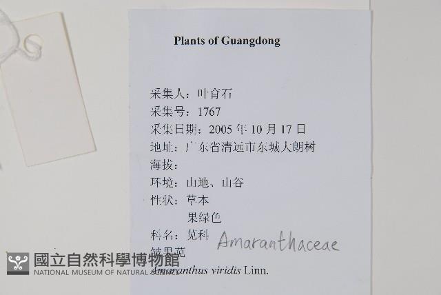 野莧菜藏品圖，第2張