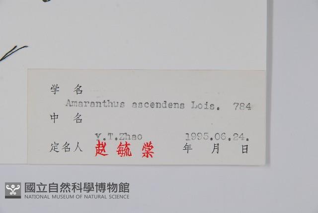 凹頭莧藏品圖，第2張