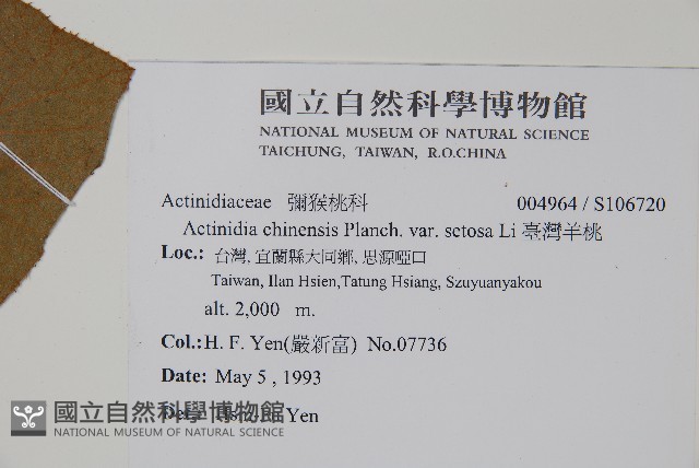 臺灣羊桃藏品圖，第2張