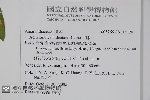 牛膝藏品圖，第2張