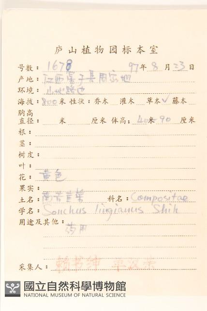 南苦苣菜藏品圖，第2張