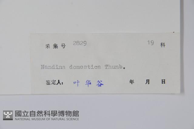 南天竹、天竹、蘭天竹藏品圖，第2張