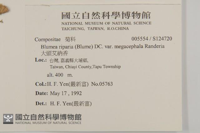 大頭艾納香藏品圖，第2張