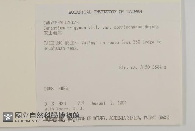 玉山卷耳藏品圖，第2張