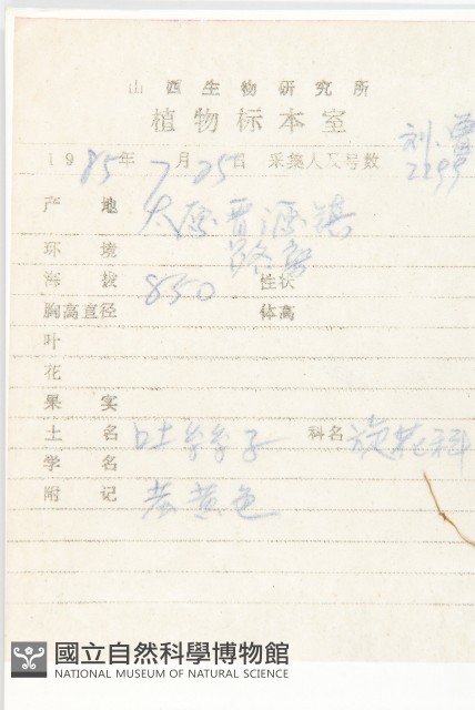 中國菟絲子藏品圖，第2張
