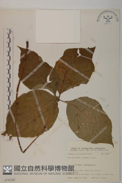 臺灣及己藏品圖，第1張