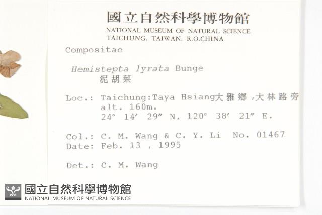 泥胡菜藏品圖，第2張